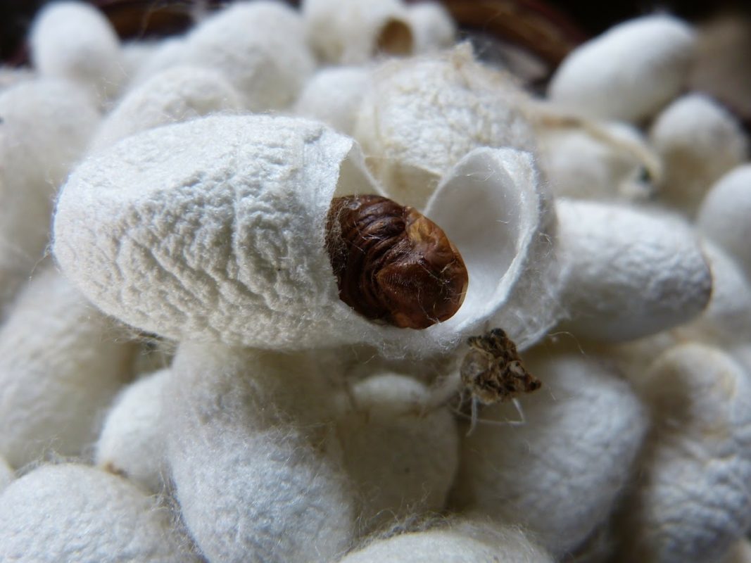 Pupa inside a pierced white cocoon